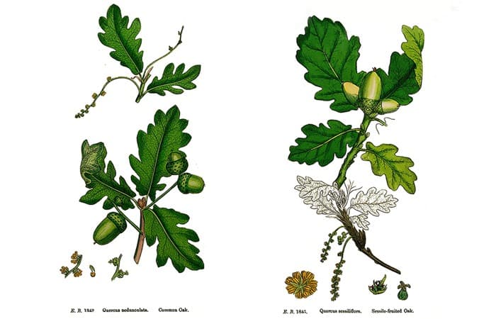 Les deux chênes sessile et pédonculé pour leurs supports de biodiversité