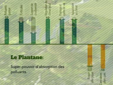 Le platane pour son pouvoir d'absorption des polluants