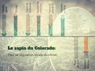 Le sapin du Colorado pour la régulation du climat local