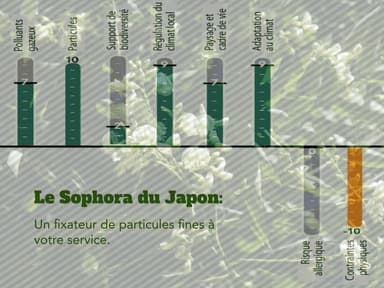 Le Sophora du Japon qui fix des particules fines