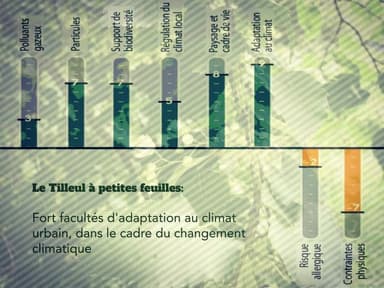 Le tilleul à petites feuilles pour sa faculté d'adaptation au climat urbain, dans le cadre du changement climatique