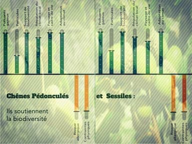 Les deux chênes sessile et pédonculé pour leurs supports de biodiversité