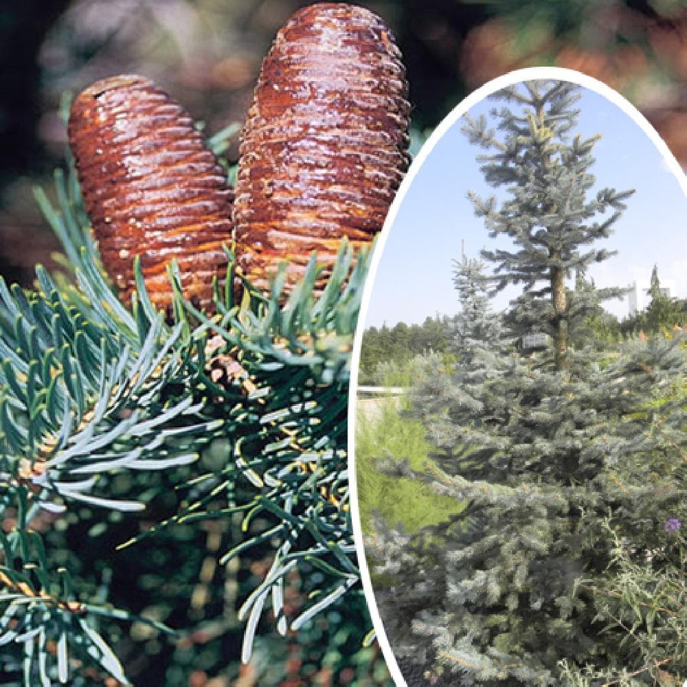 Le sapin du Colorado pour la régulation du climat local
