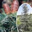 Le sapin du Colorado pour la régulation du climat local
