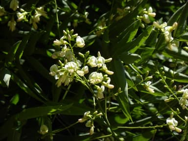 Le Sophora du Japon qui fix des particules fines