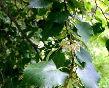 Le tilleul à petites feuilles pour sa faculté d'adaptation au climat urbain, dans le cadre du changement climatique'